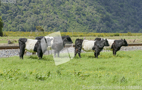 Image of cattle in in New Zealand