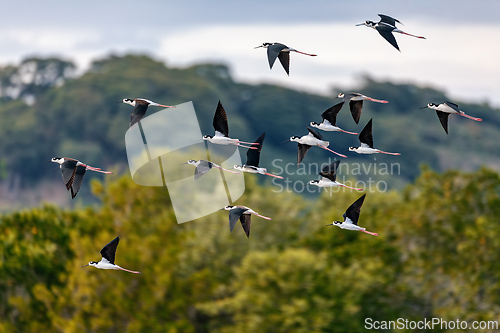 Image of The black-necked stilt, River Tarcoles, Costa Rica