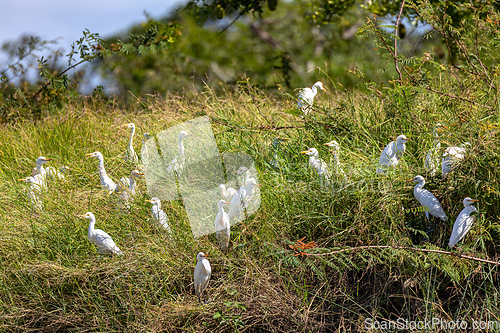 Image of Cattle egret (formerly genus Bubulcus). Rio Tenorio. Wildlife and birdwatching in Costa Rica.