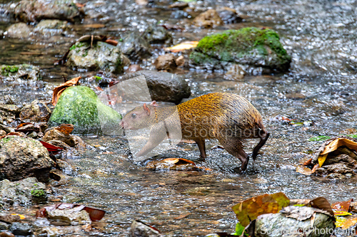 Image of Central American agouti - Dasyprocta punctata, Manuel Antonio National Park, Costa Rica wildlife
