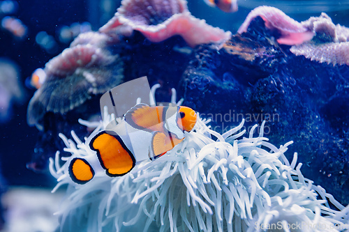 Image of Close-up view of a clownfish swimming near a vibrant coral reef