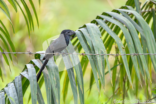 Image of Bird, groove-billed ani (Crotophaga sulcirostris), Guanacaste Costa Rica