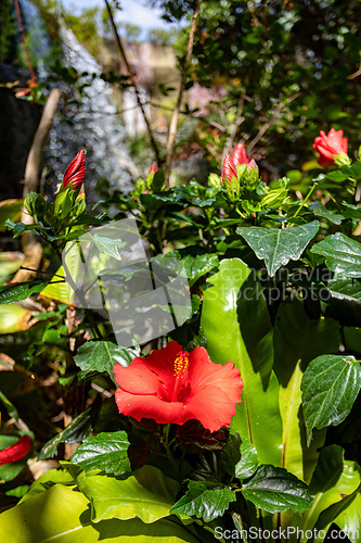 Image of Beautiful tropical hibiscus displaying bright red petals against dark green leaves.