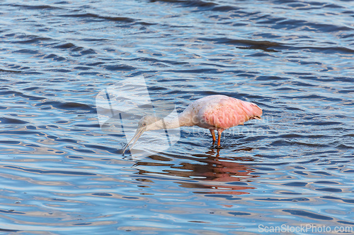 Image of Spoonbill (Platalea ajaja), beautiful pink bird, Tarcoles, Costa Rica