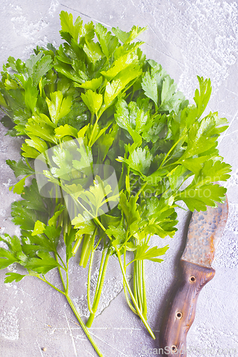 Image of Fresh parsley on the table. Green parsley.