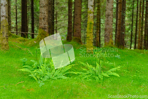 Image of Lush green ferns thrive in a serene forest clearing during the e