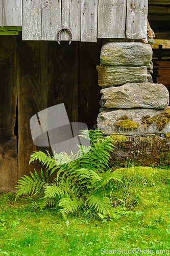 Image of Green ferns grow near the wooden structure in a serene countrysi
