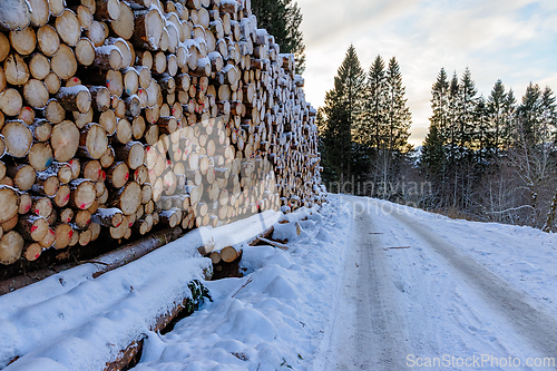 Image of Logs stacked along a snowy forest road under a clear sky at suns