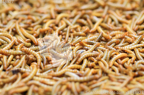 Image of flour worms background
