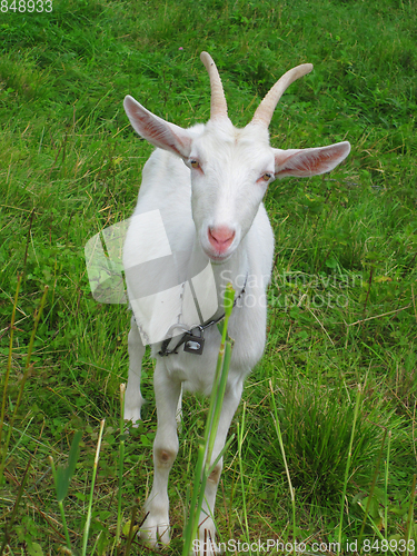 Image of goat in the green grass