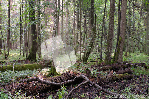 Image of Morning in deciduous forest