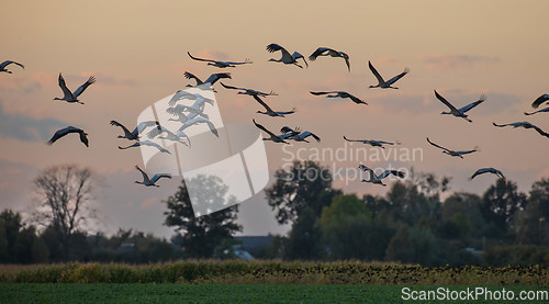 Image of Common Crane (Grus grus) in flight