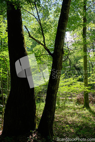 Image of Old deciduous forest in summer midday