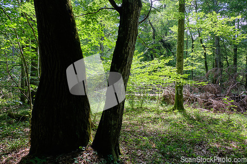 Image of Old deciduous forest in summer midday