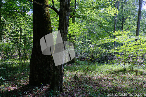 Image of Old deciduous forest in summer midday