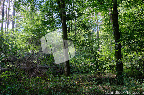 Image of Old deciduous forest in summer midday