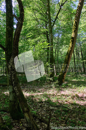 Image of Old deciduous forest in summer midday