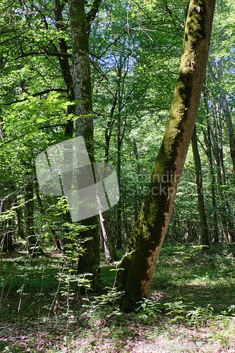 Image of Old deciduous forest in summer midday