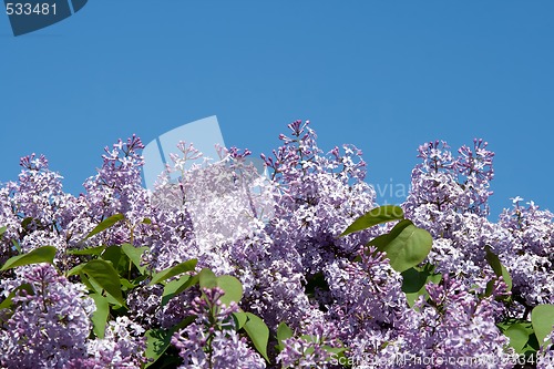 Image of Blooming lilacs on blue sky background