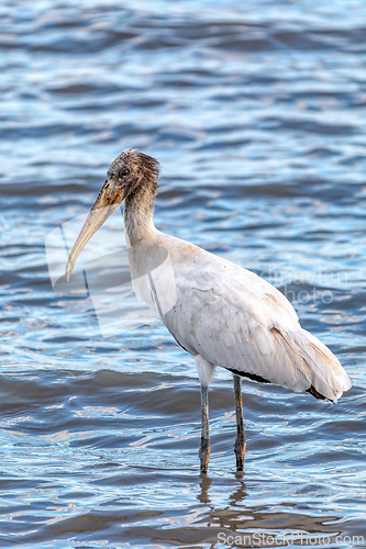 Image of Wood stork - Mycteria americana. Pacific Coast of Tarcoles in Carara, Wildlife and bird watching in Costa Rica.