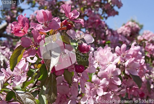 Image of Trees blooming in a spring orchid