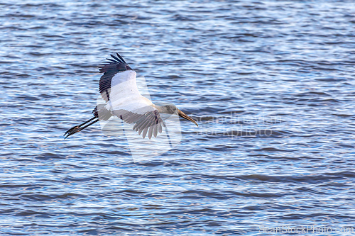 Image of Wood stork - Mycteria americana. Pacific Coast of Tarcoles in Carara, Wildlife and bird watching in Costa Rica.