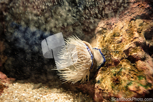Image of Colorful sea anemone clings to a rock, showcasing the intricate beauty of marine life