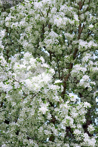 Image of Blossoming pear trees