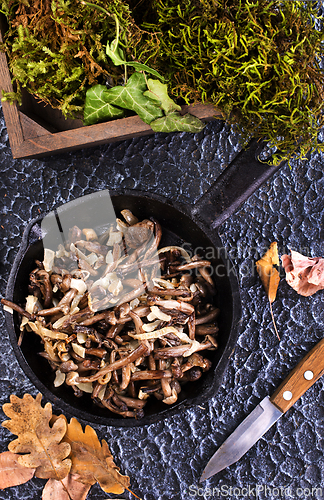 Image of honey mushrooms, fried honey mushrooms in a frying pan