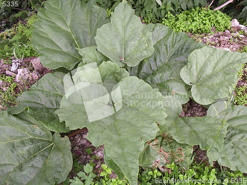 Image of Rhubarb