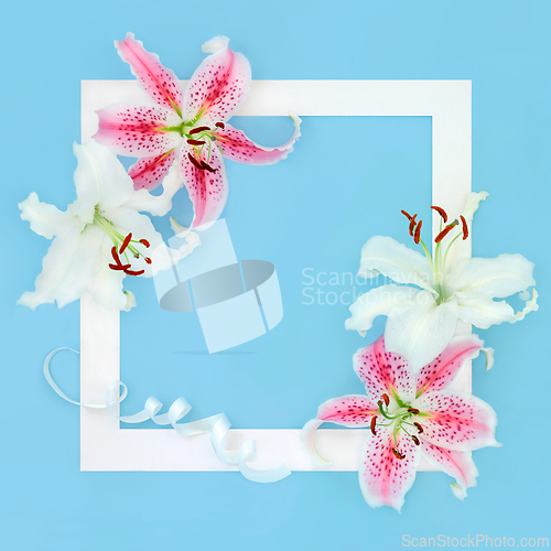 Image of Pink and White Lily Flower Beautiful Background Border