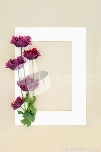Image of Oriental Purple Poppy Flowers Background Border Frame
