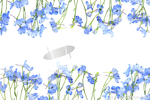 Image of Delphinium Flower Summer Nature Background Border 