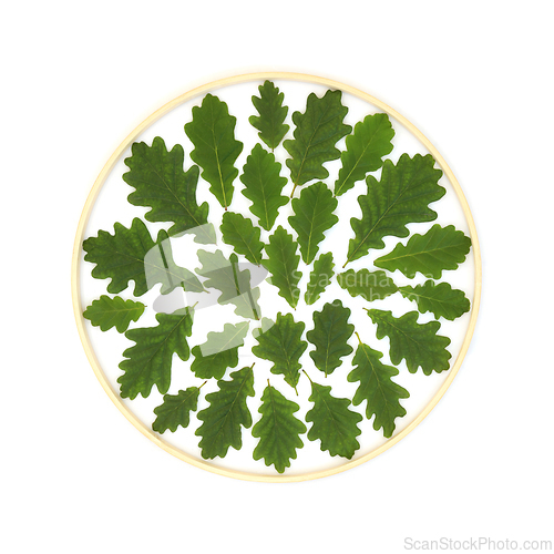 Image of Oak Tree Leaf Green Wreath Frame