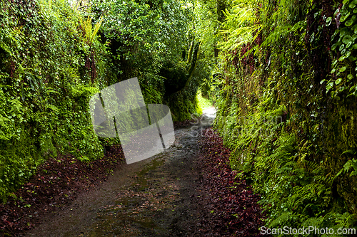 Image of Dirt road through dark forest