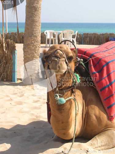 Image of Camel