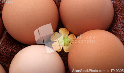 Image of Eggs