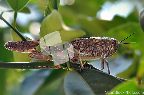 Image of grasshopper among leaves