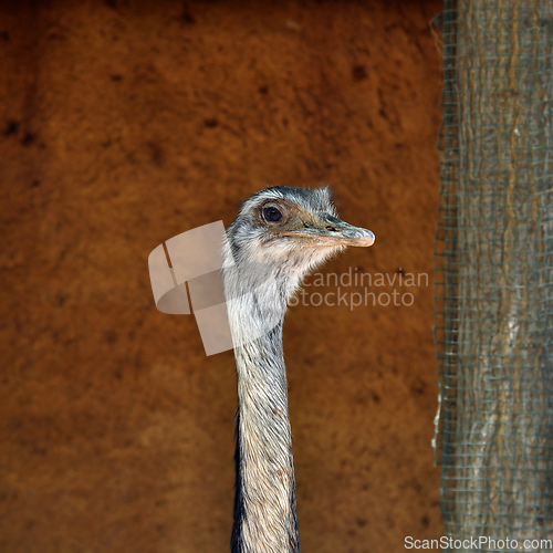 Image of greater rhea flightless bird