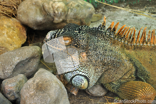 Image of green iguana reptile
