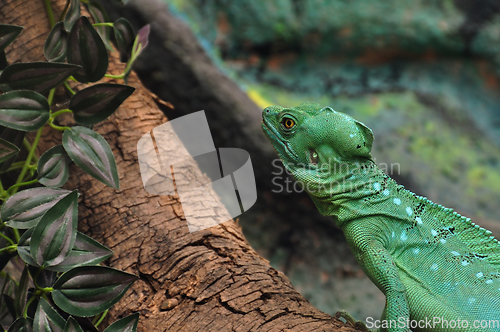 Image of green plumed basilisk