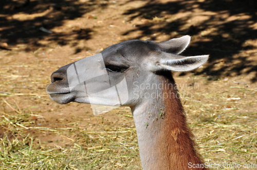 Image of guanaco animal