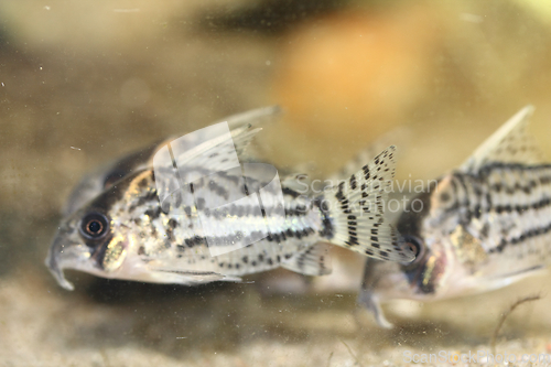 Image of Bands-catfish    (Corydoras schwartzi)