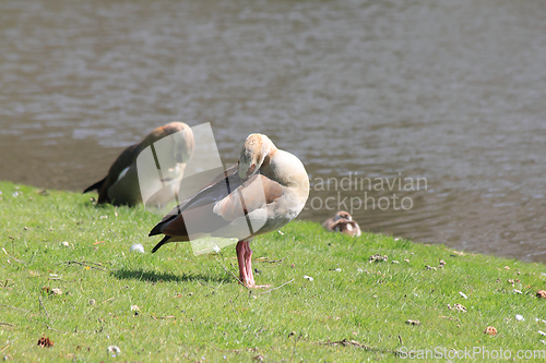 Image of Egyptian Goose   (Alopochen aegyptiacus)