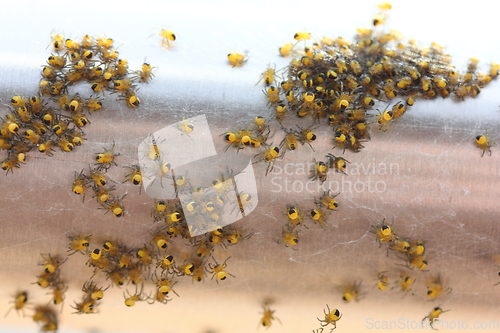 Image of Spider offspring