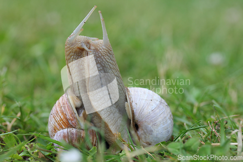 Image of Vineyard snail (Helix pomatia)