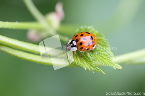 Image of Asian ladybird  (Harmonia axyridis)
