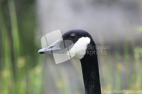 Image of Canada goose  (Branta canadensis)