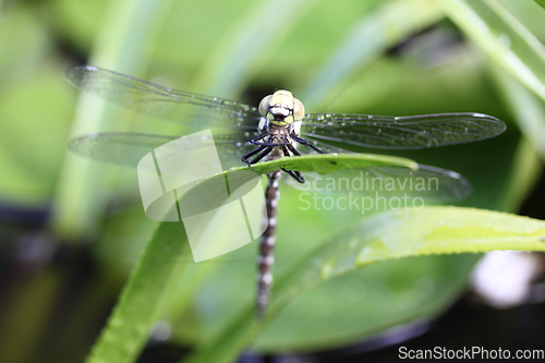 Image of Dragonfly   (Odonata)