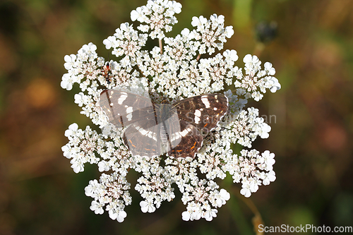 Image of Map Butterfly   (Araschnia levana)